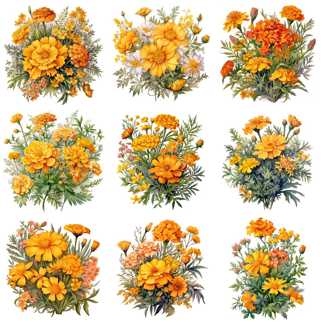 Marigold Printable Flower Art, 10 High Quality Jpgs, Watercolor Flower ...