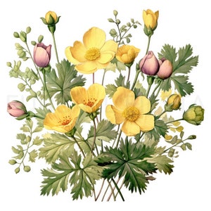 Buttercup Printable Flower Art Set 2, 10 High Quality Jpgs, Watercolor ...