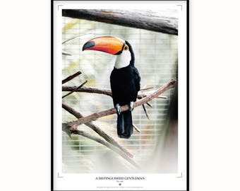 Distinguished Gentleman Toucan Portrait Print | Fine Art Madeira Bird Photography Poster