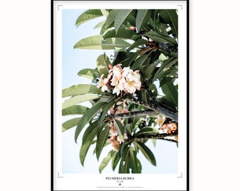 Plumeria Rubra Botanical Print | Frangipani Flower Photography Wall Art (Digital Download)
