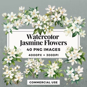 40 Watercolor Jasmine Flowers Clipart Pack INSTANT DOWNLOAD 40 Floral Illustrations, PNG Transparent Background, Commercial Use. THS001