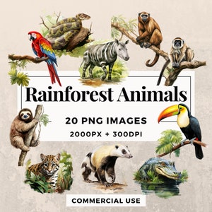 20 regenwoud dieren clipart pack INSTANT DOWNLOAD 20 regenwoud dieren illustraties, transparante PNG achtergrond, commercieel gebruik. THS003