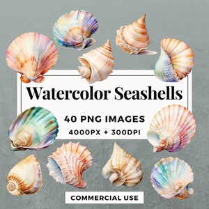40 Watercolor Seashells Clipart Pack INSTANT DOWNLOAD Exquisite Seashell Illustrations, PNG Transparent Background, Commercial Use. THS001