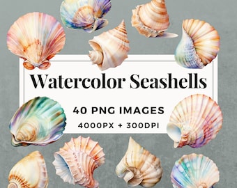 40 Watercolor Seashells Clipart Pack INSTANT DOWNLOAD Exquisite Seashell Illustrations, PNG Transparent Background, Commercial Use. THS001