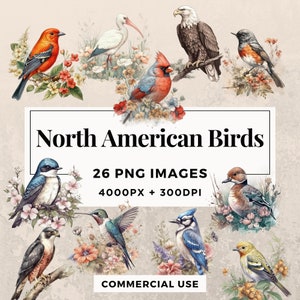 26 Paquete de imágenes prediseñadas de aves de América del Norte DESCARGA INSTANTE Arte de vida silvestre, imágenes de fondo transparentes PNG, uso personal y comercial. THS003