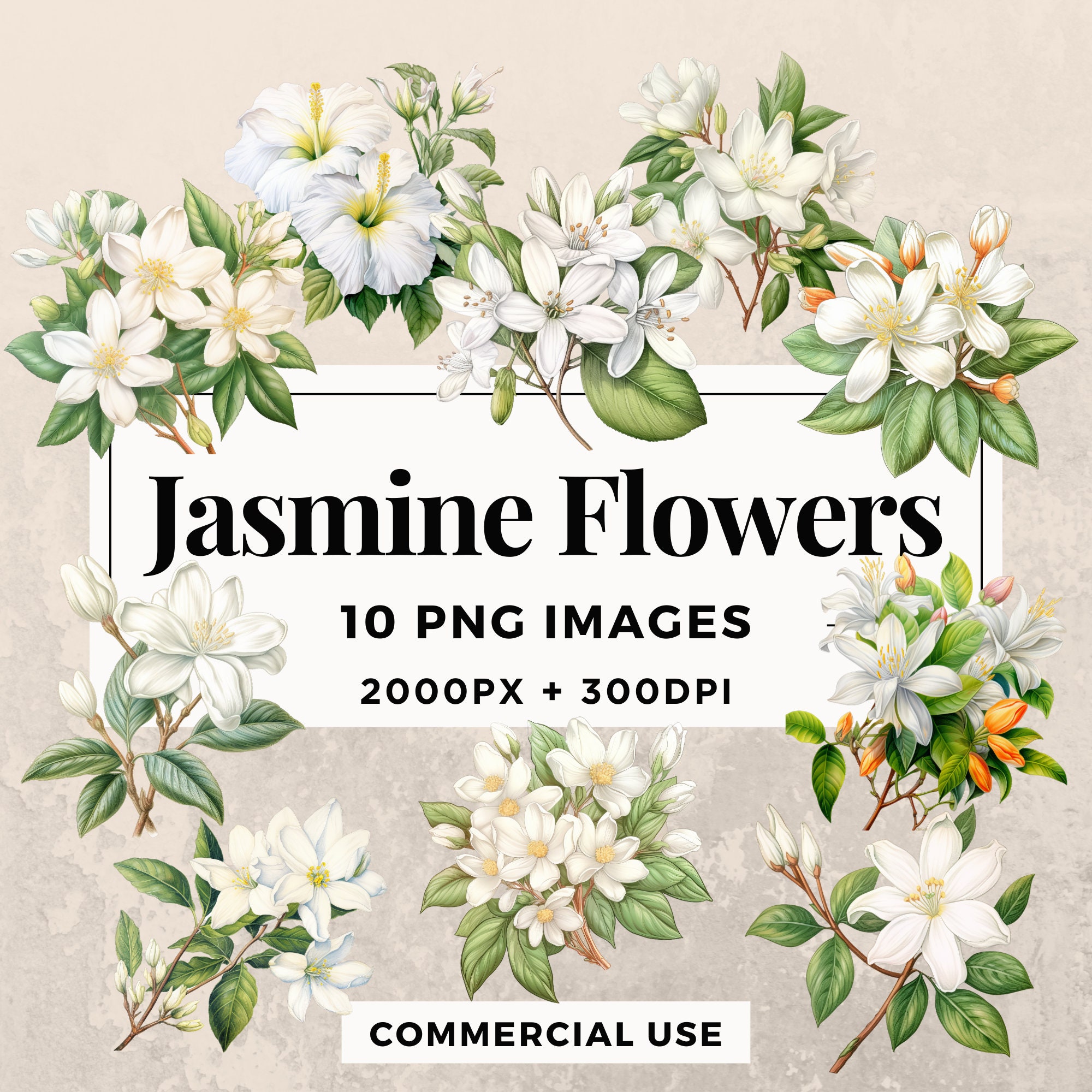 Digital Jasmine Flowers Image winter Jasmine Instant Download for