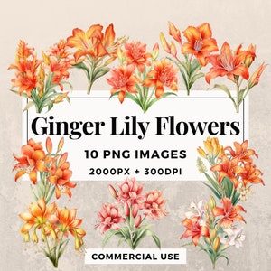10 種類のジンジャー リリーの花のクリップアート パック 即時ダウンロード 10 種類の美しい花のイラスト、PNG 透明背景、商用利用可。THS003
