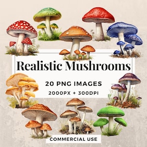 Pacote de clipart de 20 cogumelos realistas DOWNLOAD INSTANTÂNEO 20 ilustrações detalhadas de cogumelos, fundo transparente PNG, uso comercial. THS003