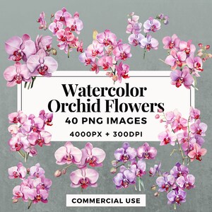 40 aquarelle orchidée fleurs Clipart Pack TÉLÉCHARGEMENT INSTANTANÉ Illustrations florales gracieuses, PNG fond Transparent, utilisation commerciale. THS001