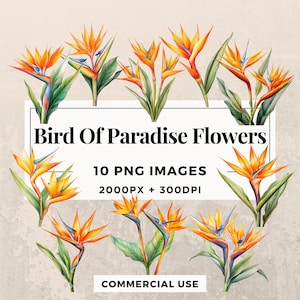 10 Paquete de imágenes prediseñadas de flores de ave del paraíso DESCARGA INSTANTE 10 ilustraciones de flores exóticas, fondo transparente PNG, uso comercial. THS003