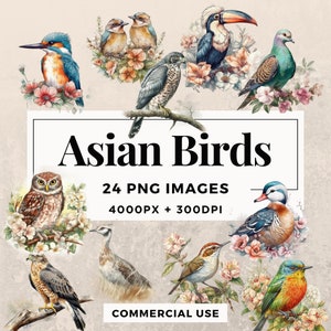 24 asiatische Vögel Clipart Pack SOFORTIGER DOWNLOAD Wildtier-Illustrationen, PNG-Bilder, transparenter Hintergrund, persönliche und kommerzielle Nutzung. THS003