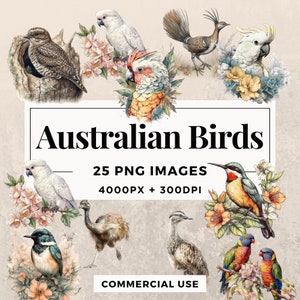 25 Australian Birds Clipart Pack TÉLÉCHARGEMENT INSTANTANÉ Illustrations de la faune, images de fond transparent PNG, utilisation commerciale. THS003