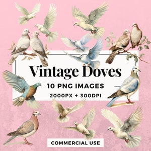 Pacchetto di clipart di 10 colombe vintage DOWNLOAD IMMEDIATO 10 eleganti illustrazioni di uccelli, sfondo PNG trasparente, uso personale e commerciale. THS006