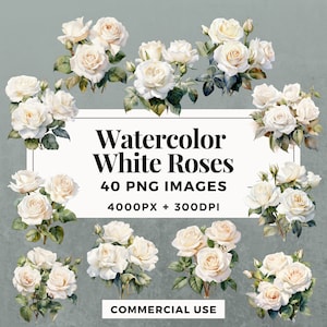 40 aquarelle White Roses Clipart Pack TÉLÉCHARGEMENT INSTANTANÉ 40 Illustrations florales gracieuses, PNG fond Transparent, utilisation commerciale. THS001