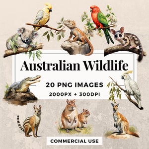 Puede incluir: Una colección de 20 imágenes PNG que representan la fauna australiana, incluyendo un koala, un cocodrilo, un canguro, una cacatúa, un lagarto, un opossum y un grupo de roedores. Las imágenes tienen 2000 píxeles de ancho y 300 DPI. El texto "Australian Wildlife" y "20 PNG IMAGES 2000PX + 300DPI" se muestra en un rectángulo blanco.