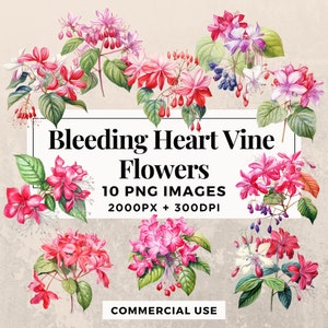 10 Bleeding Heart Vine Flowers Clipart Pack INSTANT DOWNLOAD, PNG Transparent Background, Personal & Commercial Use. THS003