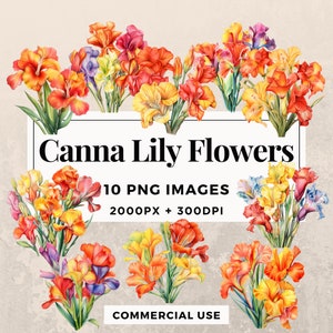 Pacote de clipart de 10 flores de lírio Canna DOWNLOAD INSTANTÂNEO 10 lindas ilustrações de flores, fundo transparente PNG, uso comercial. THS003