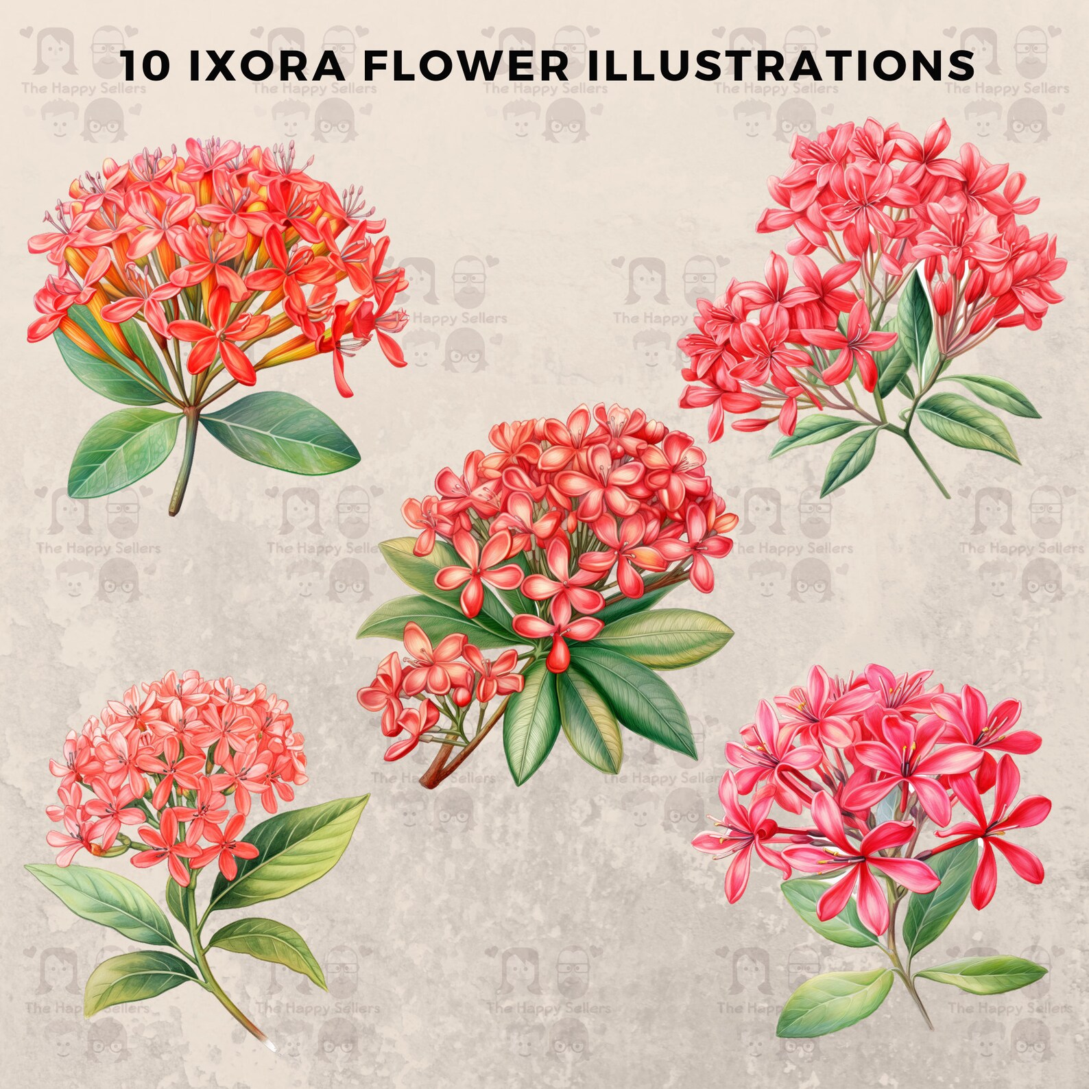 10 Ixora Flowers Clipart Pack INSTANT DOWNLOAD 10 Exotic Floral