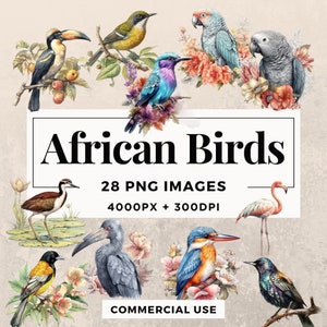 28 Afrikaanse vogels Clipart Pack INSTANT DOWNLOAD Wildlife illustraties, PNG transparante achtergrondafbeeldingen, commercieel en persoonlijk gebruik. THS003