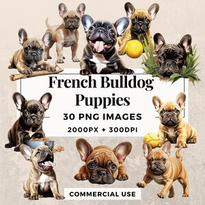 30 Französische Bulldogge Welpen Clipart Pack SOFORTIGER DOWNLOAD 30 Bulldogge Welpen Illustrationen, PNG transparenten Hintergrund, kommerzielle Nutzung. THS003