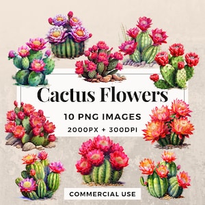 10 Cactus Flowers Clipart Pack TÉLÉCHARGEMENT INSTANTANÉ 10 Illustrations de fleurs de cactus, fond transparent PNG, utilisation personnelle et commerciale.THS003