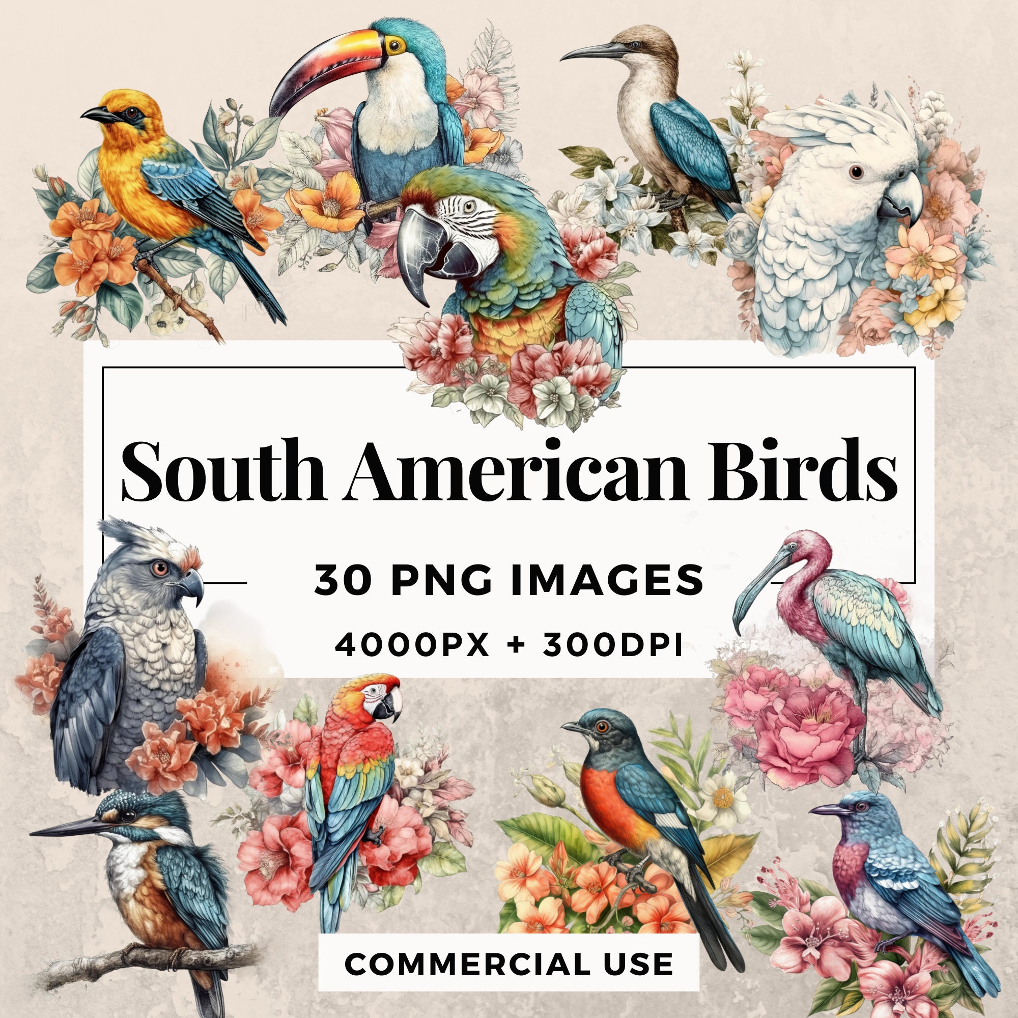 South American Birds