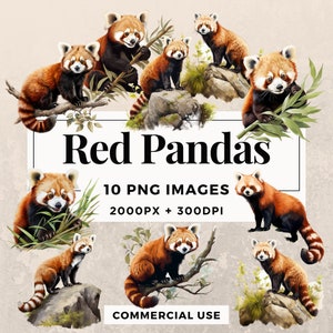 Pacote de clipart de 10 pandas vermelhos DOWNLOAD INSTANTÂNEO 10 ilustrações de pandas vermelhos, fundo transparente PNG, uso pessoal e comercial. THS003