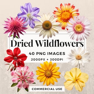 Pacote de clipart de 40 flores silvestres secas DOWNLOAD INSTANTÂNEO 40 ilustrações rústicas de flores silvestres, fundo transparente PNG, uso comercial. THS003
