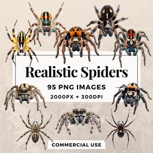 95 Realistic Spiders Clipart Pack INSTANT DOWNLOAD 95 Spider Illustrations, PNG Transparent Background, Commercial & Personal Use THS003