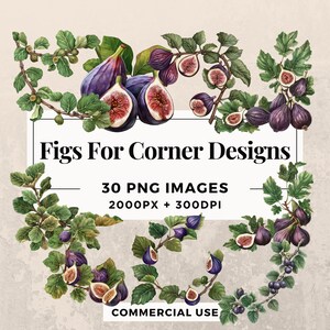 May include: A digital illustration of 30 corner design elements featuring figs and leaves. The figs are purple and green, and the leaves are green. The text "Figs For Corner Designs" is in the centre of the image, with the text "30 PNG IMAGES 2000PX + 300DPI" below it. The text "COMMERCIAL USE" is at the bottom of the image.