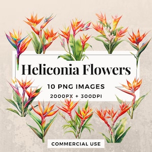 10 Heliconia Flowers Clipart Pack INSTANT DOWNLOAD 10 Floral Illustrations, PNG Transparent Background, Personal & Commercial Use. THS003