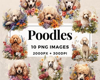 May include: Ten digital images of poodles in various poses, surrounded by colorful flowers. The images are high-resolution, 2000 pixels by 2000 pixels, and 300 DPI.  The text "Poodles" and "10 PNG IMAGES 2000PX + 300DPI" is displayed on the image.  The text "COMMERCIAL USE" is displayed at the bottom of the image.
