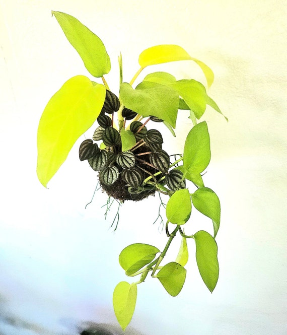 Philodendron 'Brasil' Kokedama Moss Ball Hanging Plant