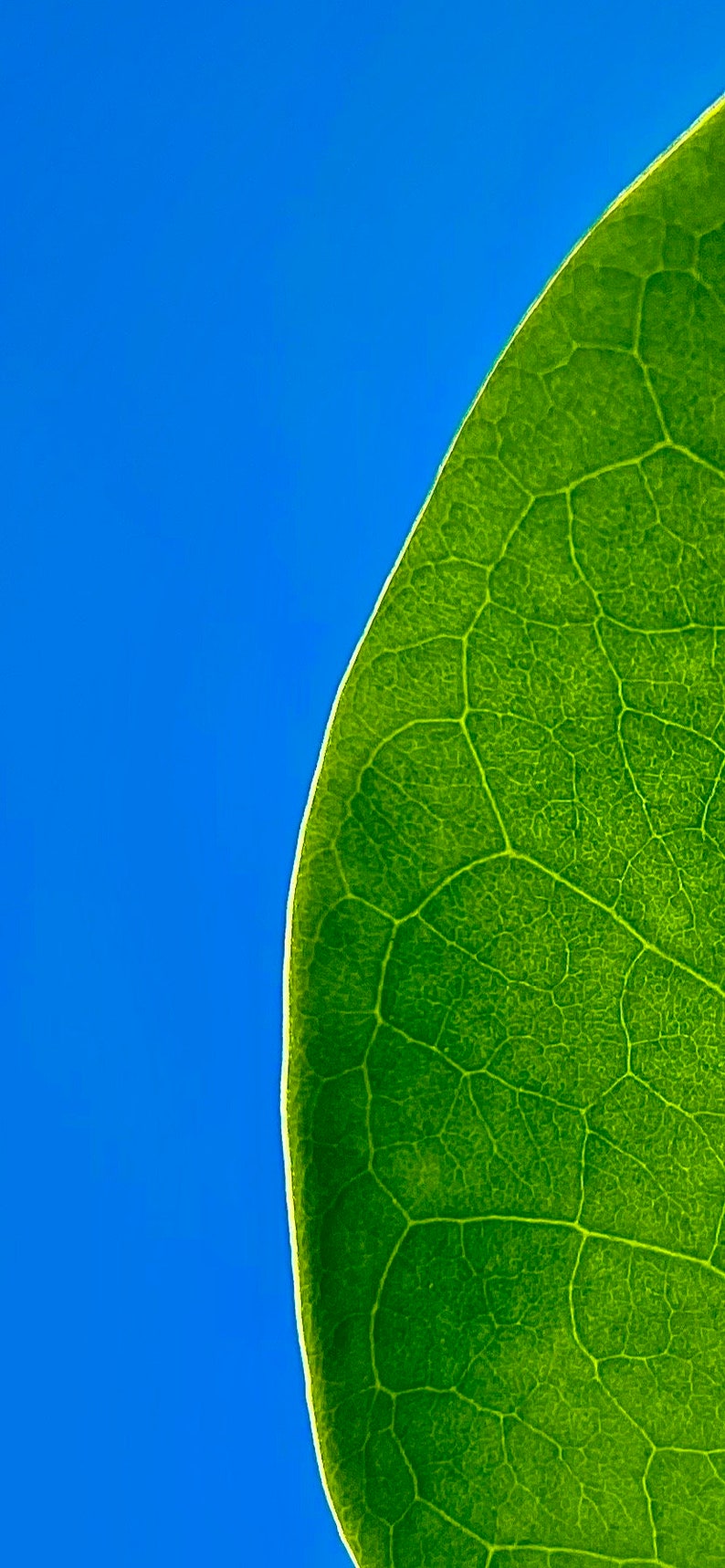 Green Leaf, Phone Wallpaper, Nature Wallpaper, Nature, Wallpaper, Leaf