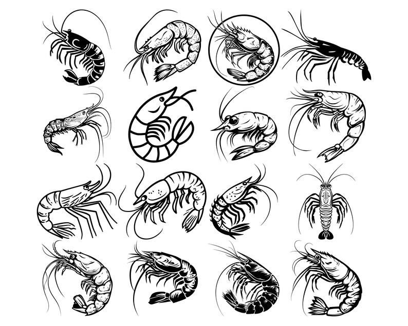 Shrimp SVG Seafood Prawn PNG Drawing for Download, Printable Sea Creature Artwork, Crustacean ...