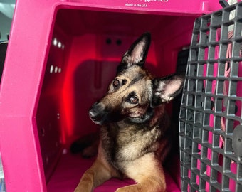 May include: A pink Ruff Land Performance Kennels dog crate with a dog inside. The dog is a mix of brown, black, and tan. The crate has a black door and the text "Ruff Land Performance Kennels Made in the USA" in white.