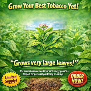 best tobacco to grow Seed Bundle Learning to grow tobacco in