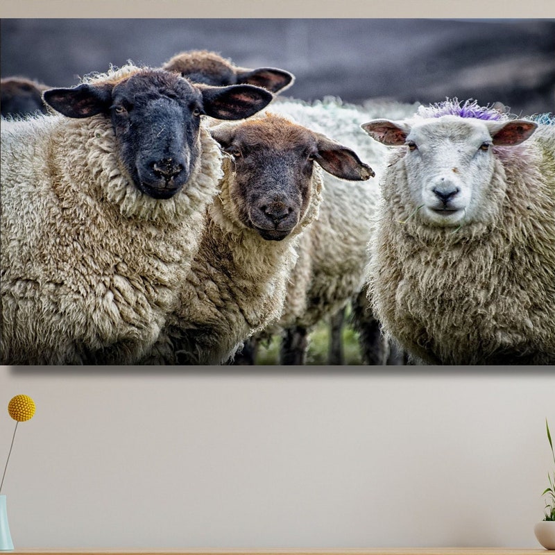 Sheep Photo - Etsy