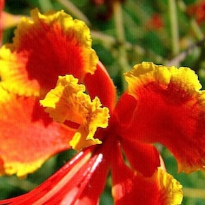 Barbados Seeds - Vibrant and Colorful Flower Seeds for Your Garden, Gardening Gift, Botanical Seeds for Plant Lovers