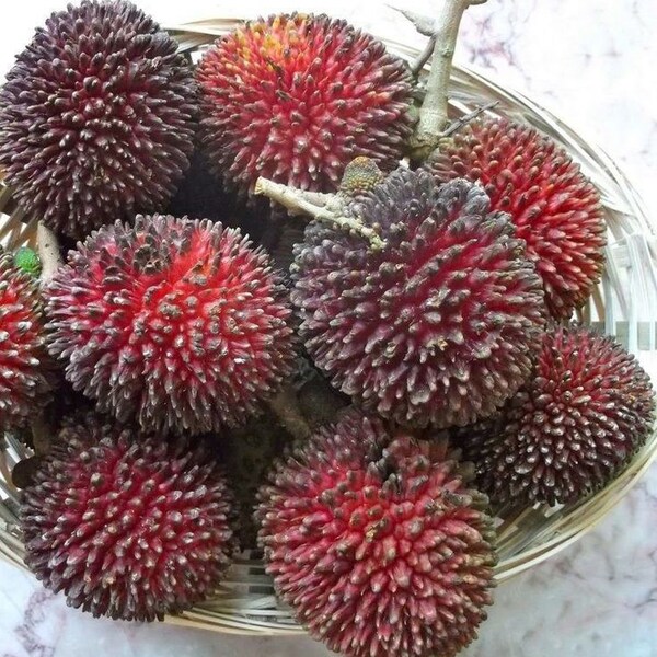 EXOTIC tree Pulasan Grafted