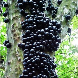 BIG jaboticaba live tree 1-2 ft