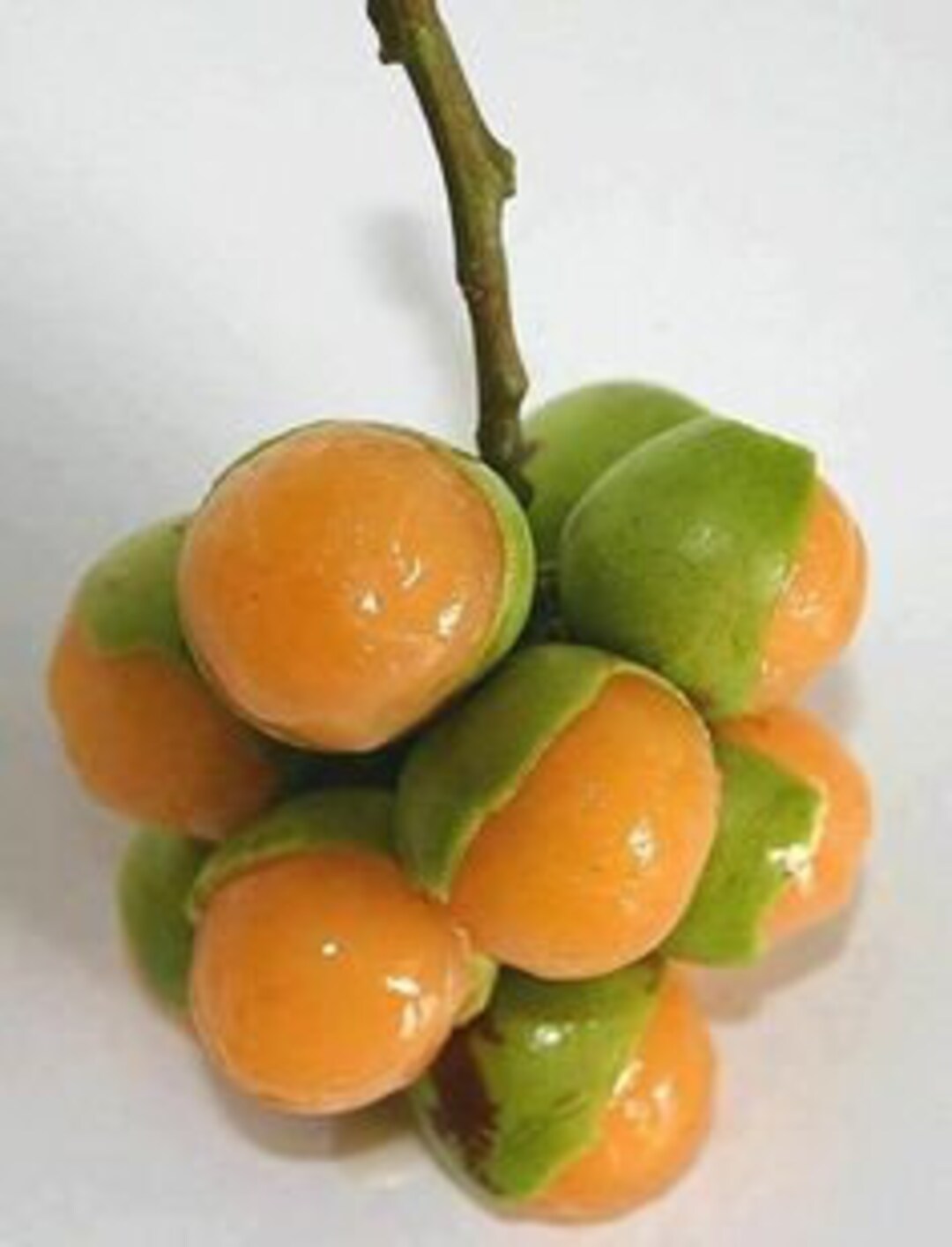 Grafted Quenepa Live Tree 1 to 2 Ft Etsy