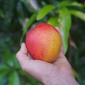 Grafted mango (Miyazaki) live tree 1-2ft