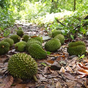 durian Live tree 10 in to 1 ft