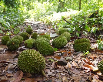 durian Live tree 10 in to 1 ft