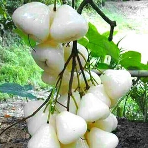 white pumarose jambu 1-2ft