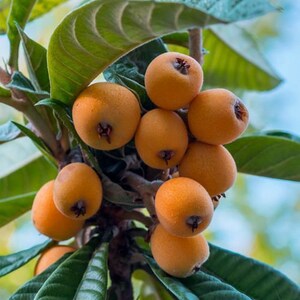 Loquat Live tree 1-2FT  (spondilla)