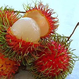 Grafted exotic tree Rambutan 1-2ft