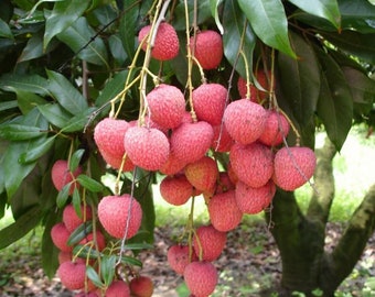 Lychee Live tree 10 in to 12in
