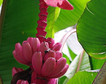banana (Pink Velvet) live tree 1-2Ft